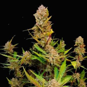 Apricot Auto