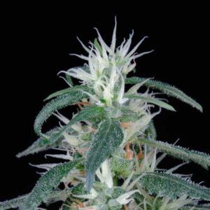 Arjan Ultra Haze #1