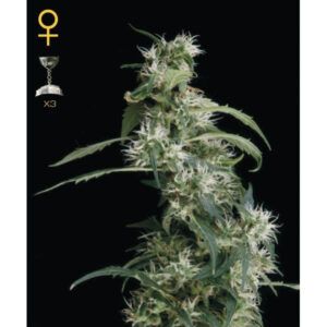 Arjan Ultra Haze #2 (Mango Haze)