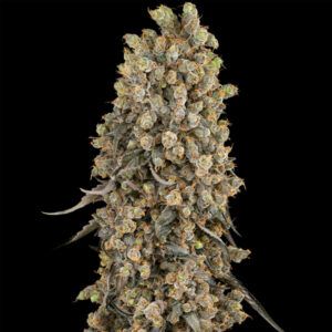 Atomic Blue Dream