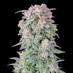 Auto Afghan Kush