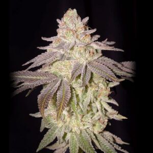 Auto Black Toffee