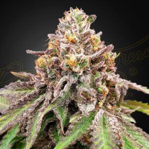 Auto Blue Haze x Auto Gelato 41