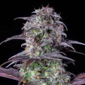 Auto Blueberry
