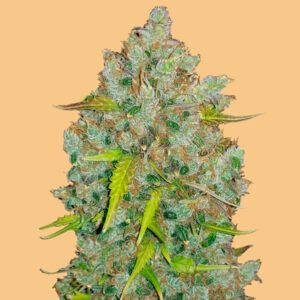 Auto Bubblegum