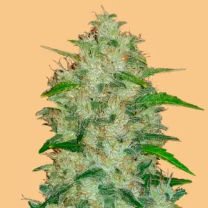 Auto Chemdawg