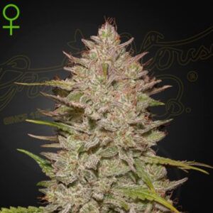 Auto Chemical Candy