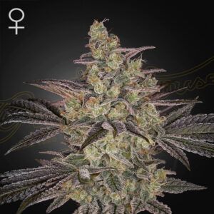 Auto Frosted Guava