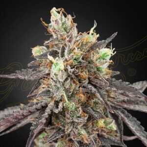 Auto Gelato 41 x Auto Gelato 41