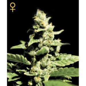 Auto Green-o-Matic