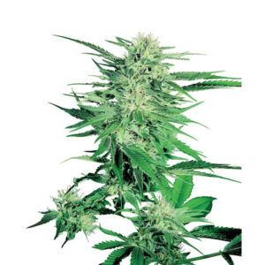 Big Bud