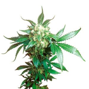 Black Domina