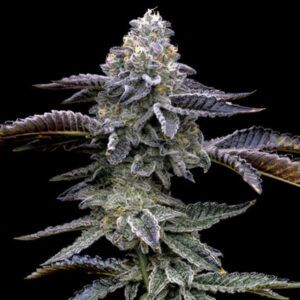 Blue Dream