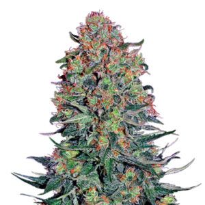 Blue Skunk