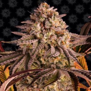 Blue Sunset Sherbet