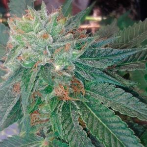 Blueberry OG