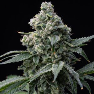 Bruce Banner