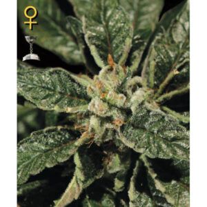 Bubba Kush