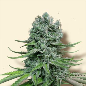 Auto Super Skunk Granel 100 ud.