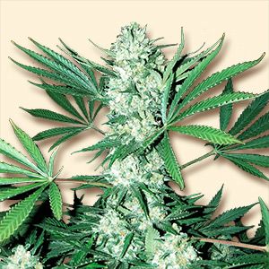 Auto White Widow Granel 100 ud.