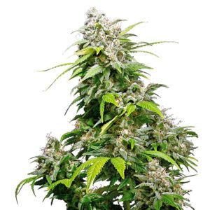 California Indica