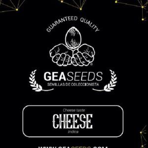 Cheese