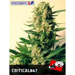 Critical #47