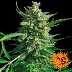 Critical Kush