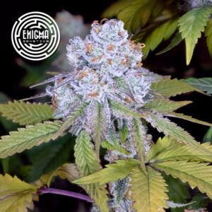 DosiDos Sherbert