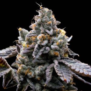 GMO Cookies