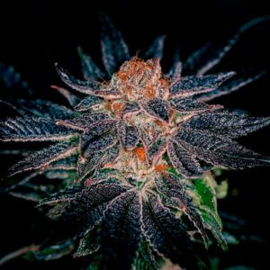 Gelato #47
