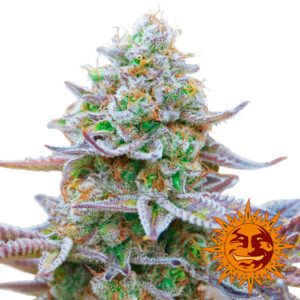 Gorilla Zkitltez
