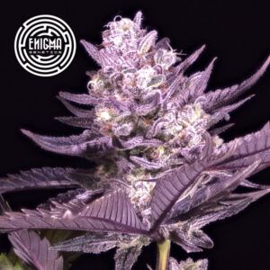 LA Kush Cake