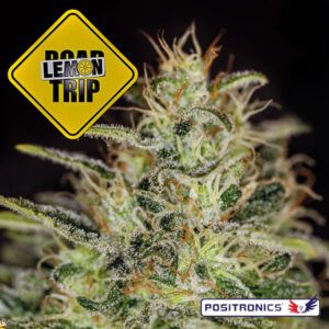 Lemon Trip