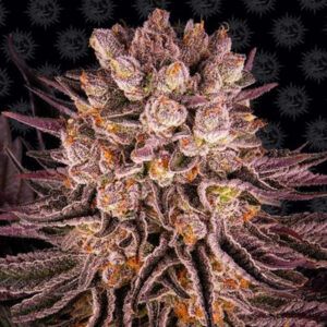 Mimosa x Orange Punch