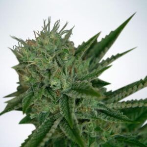 Auto Northern Lights Granel 100 ud.