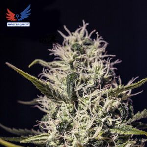 One Love Haze