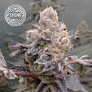 Original Sunset Sherbert
