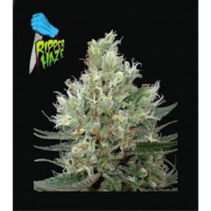 Ripper Haze