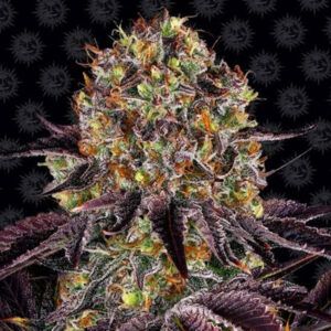 Runtz x Layer Cake
