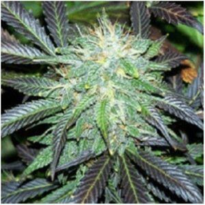 Auto Black Domina Granel 100 ud.