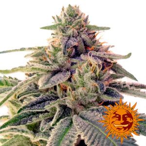 Shiskaberry