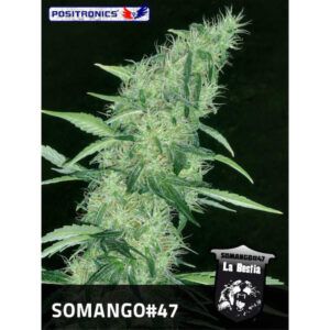 Somango #47