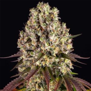 Sour Diesel