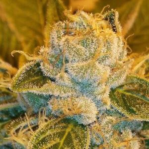 Sour Ripper