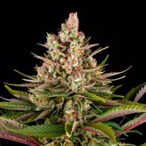 Sour Strawberry