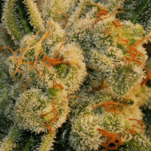 Auto Bubble Gum