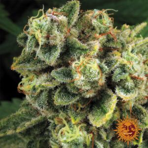 Tropicanna Banana