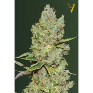Auto Critical Granel 100 ud.