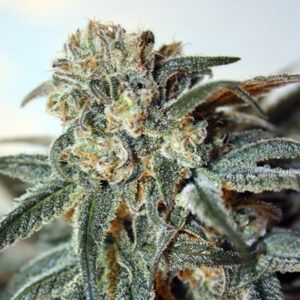 Zombie Kush